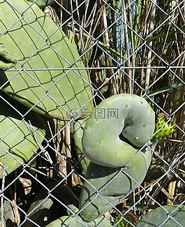 仙人掌,窗體,退出