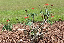 植物,花園,綠色