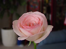 玫瑰,花,花的