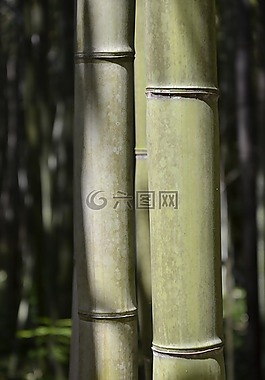 竹,綠色,性質(zhì)