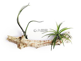 铁,空气中的植物,叶