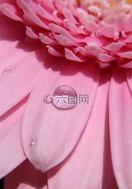 花,拖放,水