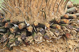 樹,植物,干