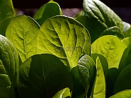 生菜,沙拉,葉子