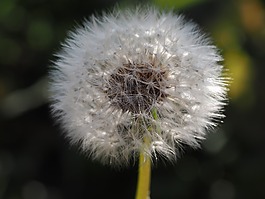 蒲公英,性質(zhì),綠色