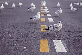 海鷗,鳥,路面