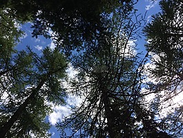 樹木,天空,性質(zhì)