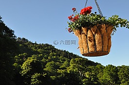 鮮花,性質(zhì),景觀
