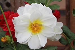 白玫瑰,花,自然