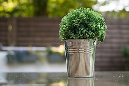 花盆,花園,園林植物