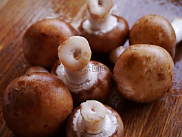 蘑菇,真菌,菌類