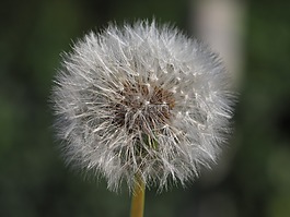蒲公英,性質(zhì),綠色