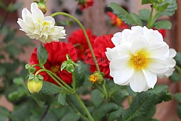 玫瑰,鮮花,自然