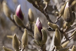 玉蘭,芽,開花