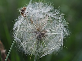 蒲公英,性質(zhì),綠色