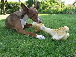 狗,podenco,动物