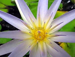 花,水百合,水生植物