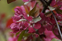 開(kāi)花,觀賞灌木,布什