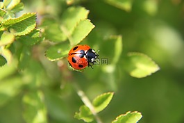 瓢蟲,甲蟲,春