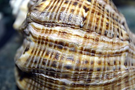 外殼,海,砂