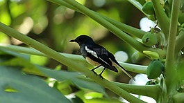 自然,戶外,野生動物