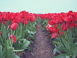 紅色,郁金香,鮮花