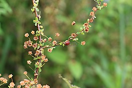瓢蟲,昆蟲,春