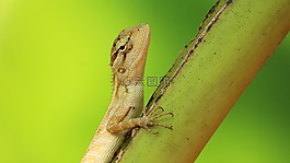 自然,野生動物,桌面