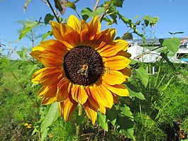 太陽(yáng)花,花,黃色