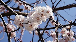 杏花,木材,鮮花