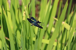 蜻蜓,昆蟲,夏天