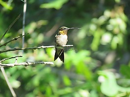 鳥,蜂鳥,野生動物