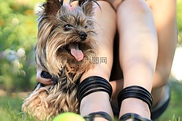 约克夏犬,狗,小狗