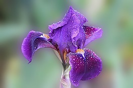 虹膜,開花,一滴水