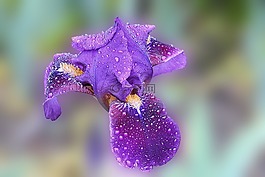 虹膜,開花,一滴水