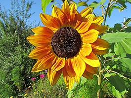 太陽花,花,黃色