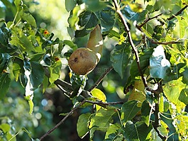 梨,花園,性質(zhì)