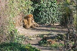 獅子,貓,動(dòng)物園