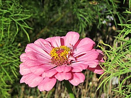 花,黃色,性質(zhì)