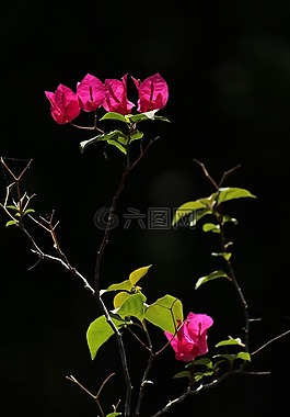 花,植物區(qū)系,自然