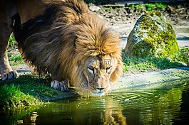 獅子,貓,動(dòng)物園
