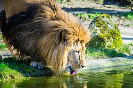 獅子,貓,動物園