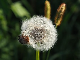 蒲公英,性質(zhì),綠色