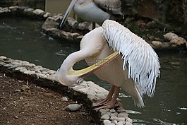 動(dòng)物,鳥,性質(zhì)
