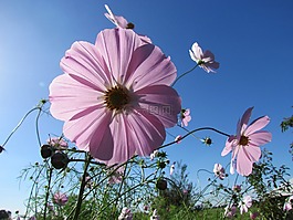 花,黃色,性質(zhì)