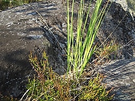 性質(zhì),草,綠色