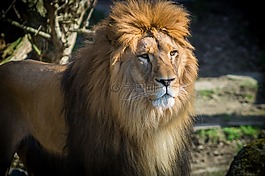 獅子,貓,動(dòng)物園