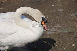 動(dòng)物,鳥,性質(zhì)