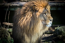 獅子,貓,動(dòng)物園