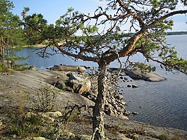 樹,湖,景觀